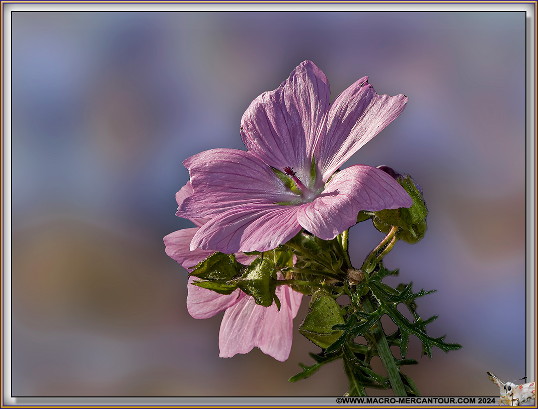 Mauve alcée